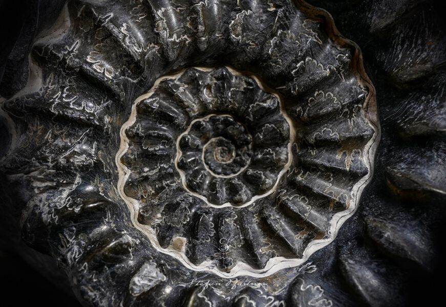 Fossil Makroaufnahme -Ammonit