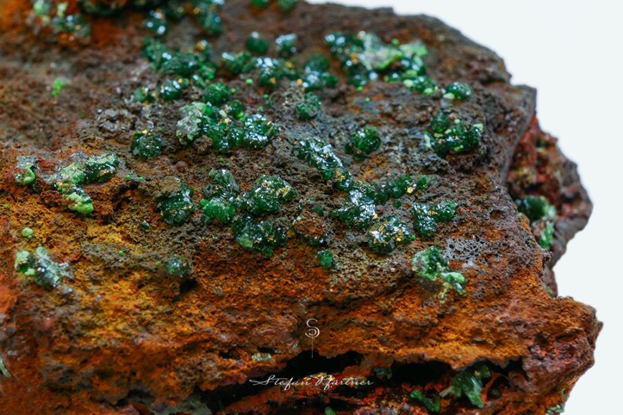 Adamien Makroaufnahme