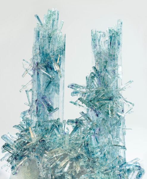 Epsimot Makroaufnahme